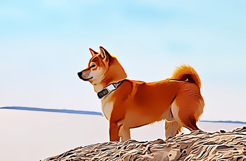 Ada Shiba Inu (SHIB) di Travala, Buat Apa?